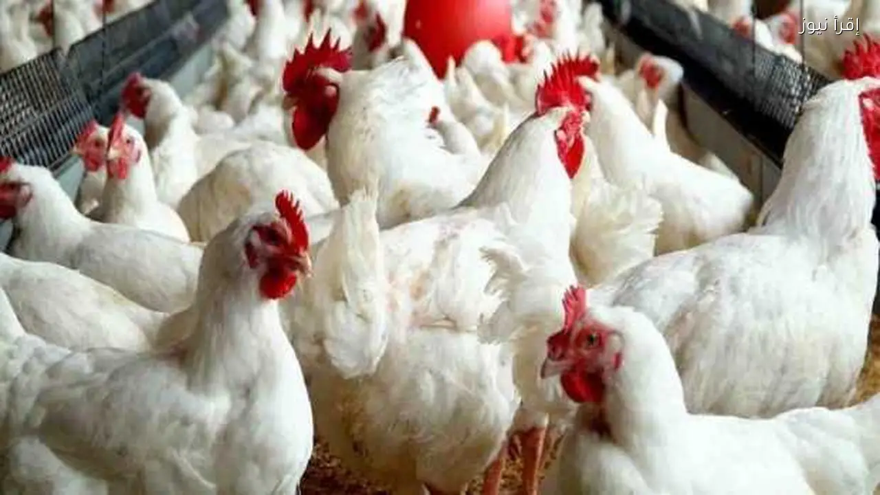 أسعار الفراخ اليوم: تحديث بورصة الدواجن قبل رمضان