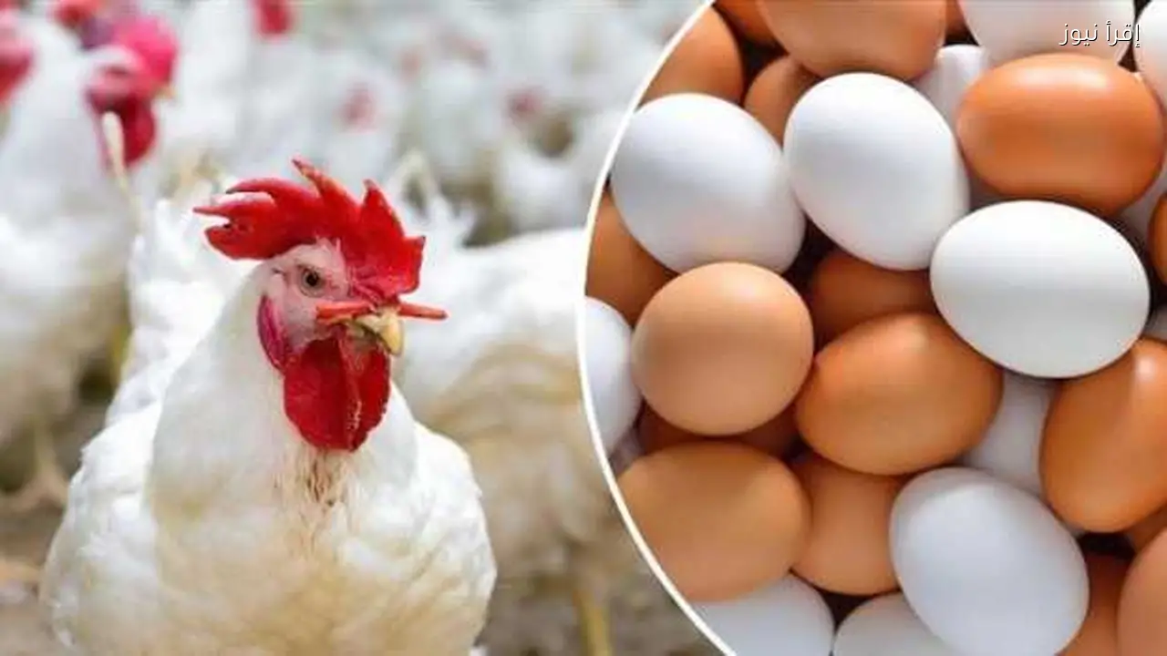 أسعار الفراخ والبيض في مصر اليوم الأربعاء قبل رمضان