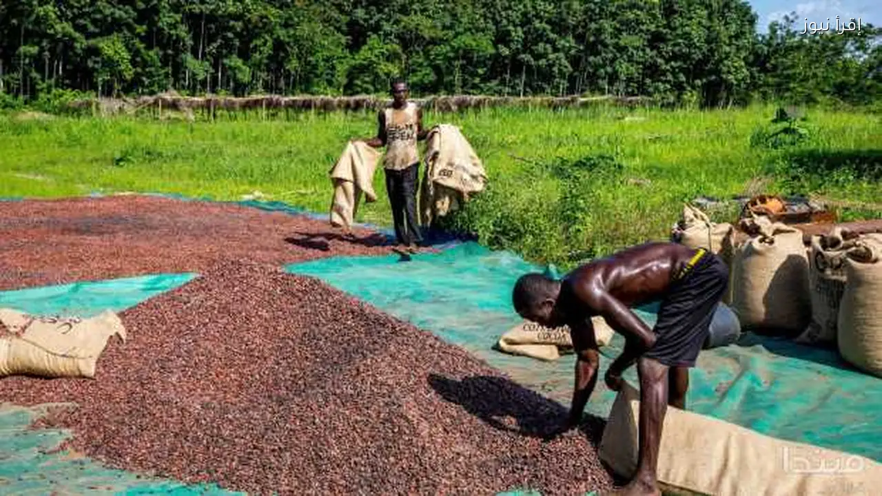 أسعار الكاكاو ترتفع مجددًا في الأسواق العالمية