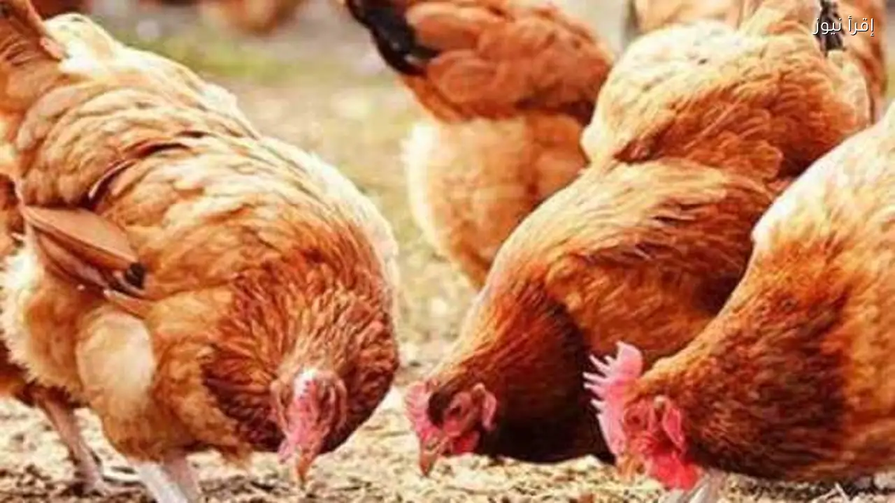 استقرار أسعار الفراخ والبيض اليوم مع تفاوت في البيع للمستهلك