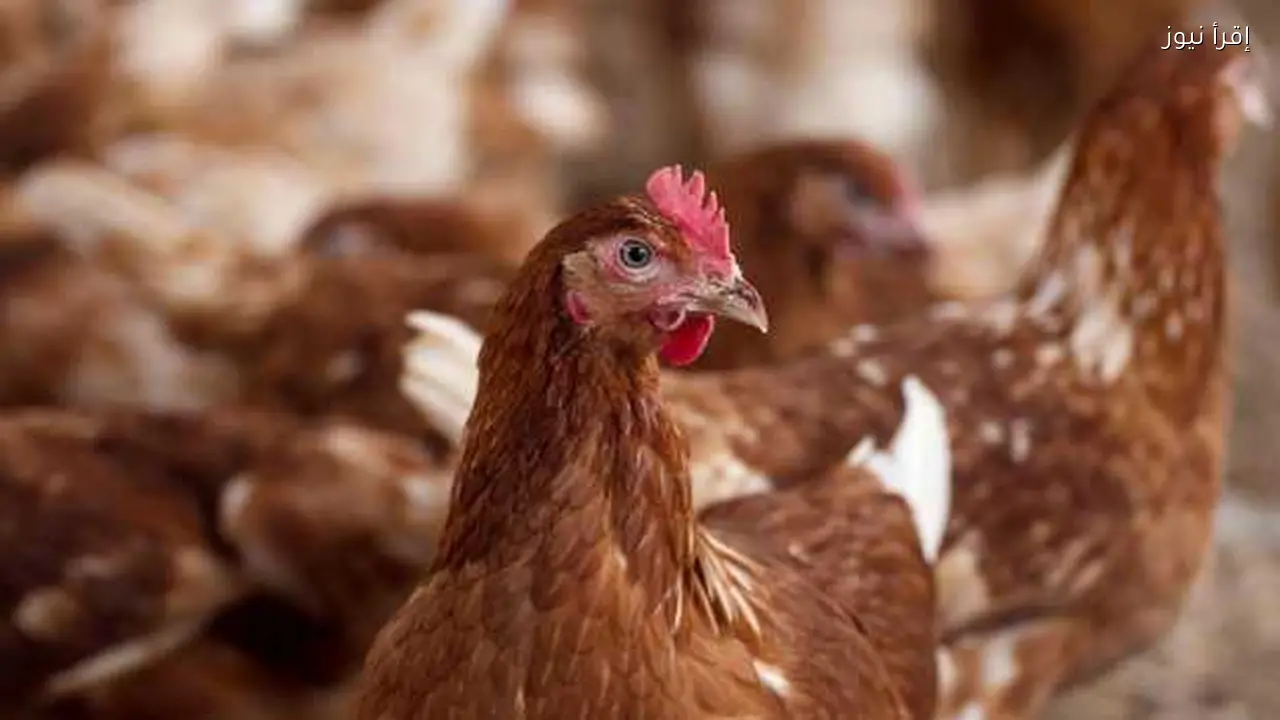 تراجع أسعار الدواجن إلى 96 جنيها بعد 119 جنيها