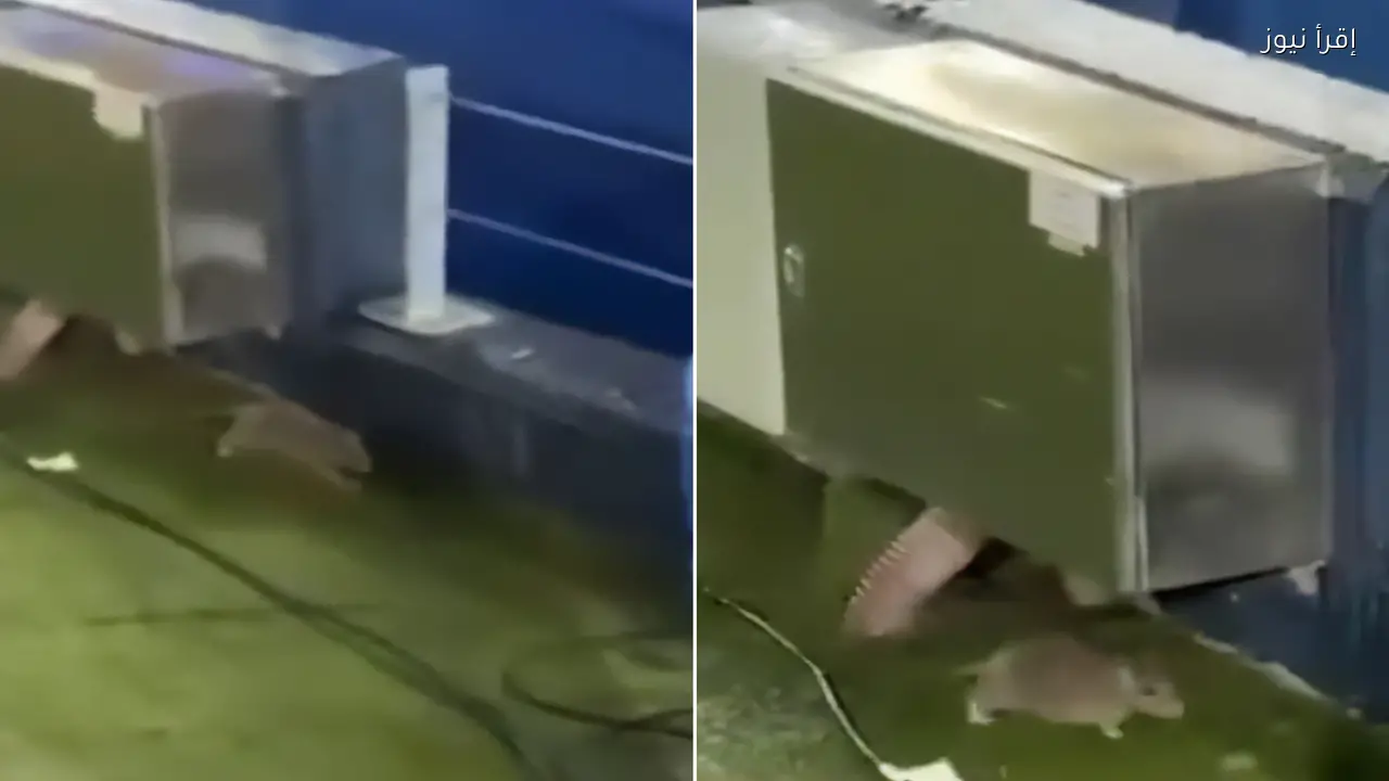 جرذان تغزو ملعب كامب نو قبل مباراة برشلونة وكوبنهاغن