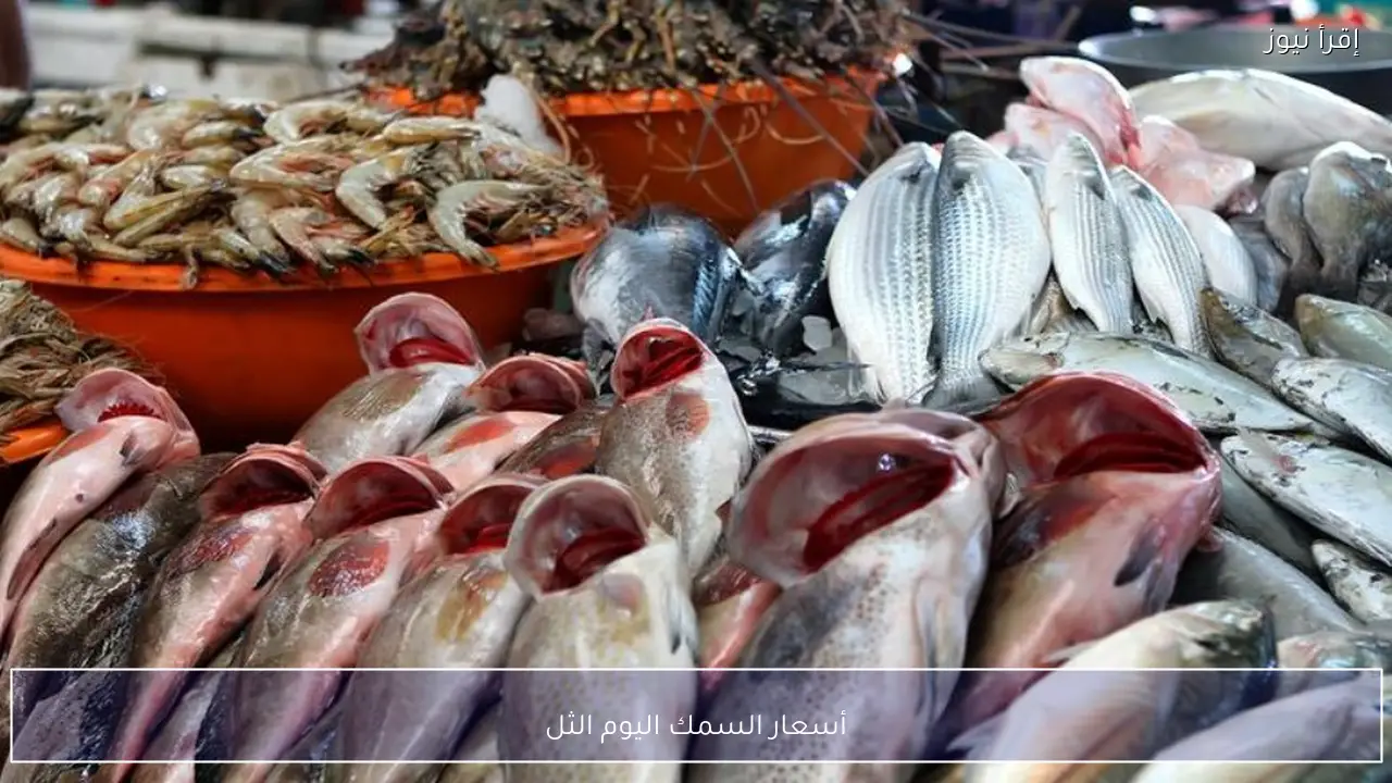 أسعار السمك اليوم الثلاثاء 3 فبراير 2026 في الأسواق المصرية وسط زيادة الطلب