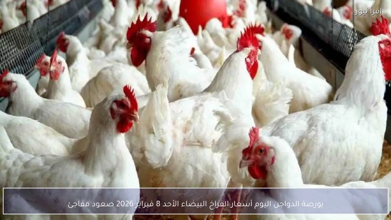 بورصة الدواجن اليوم أسعار الفراخ البيضاء الأحد 8 فبراير 2026 صعود مفاجئ