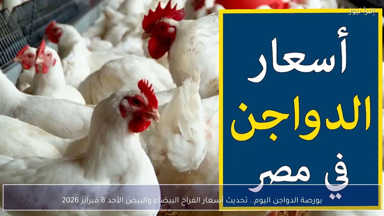بورصة الدواجن اليوم.. تحديث أسعار الفراخ البيضاء والبيض الأحد 8 فبراير 2026