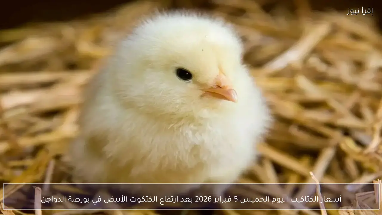 أسعار الكتاكيت اليوم الخميس 5 فبراير 2026 بعد ارتفاع الكتكوت الأبيض في بورصة الدواجن