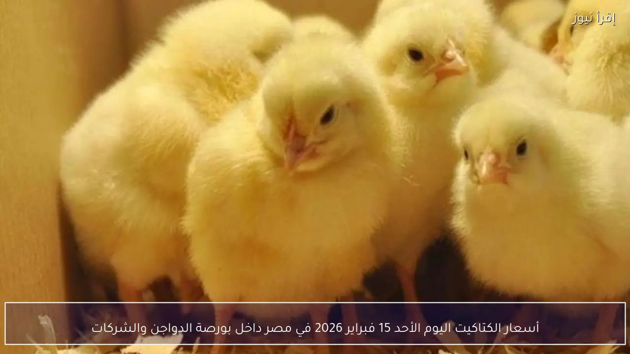 أسعار الكتاكيت اليوم الأحد 15 فبراير 2026 في مصر داخل بورصة الدواجن والشركات