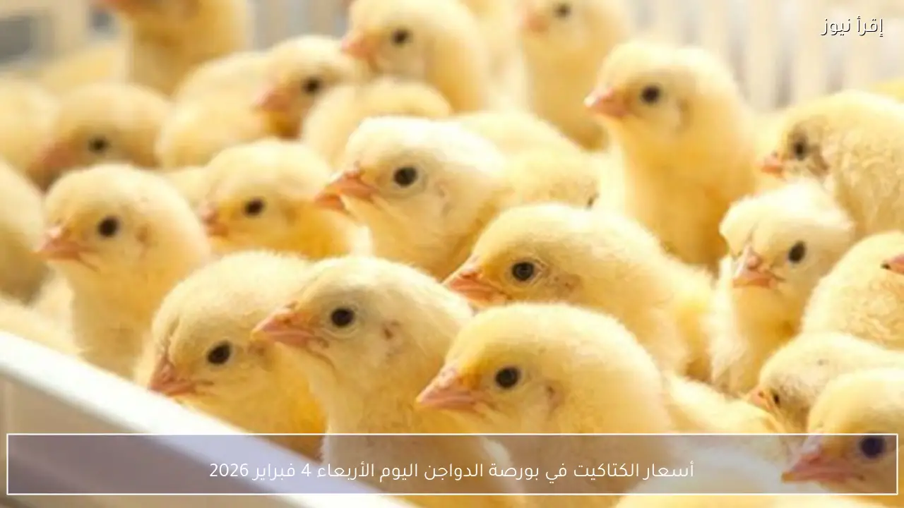 أسعار الكتاكيت في بورصة الدواجن اليوم الأربعاء 4 فبراير 2026 تشهد ارتفاعًا جديدًا