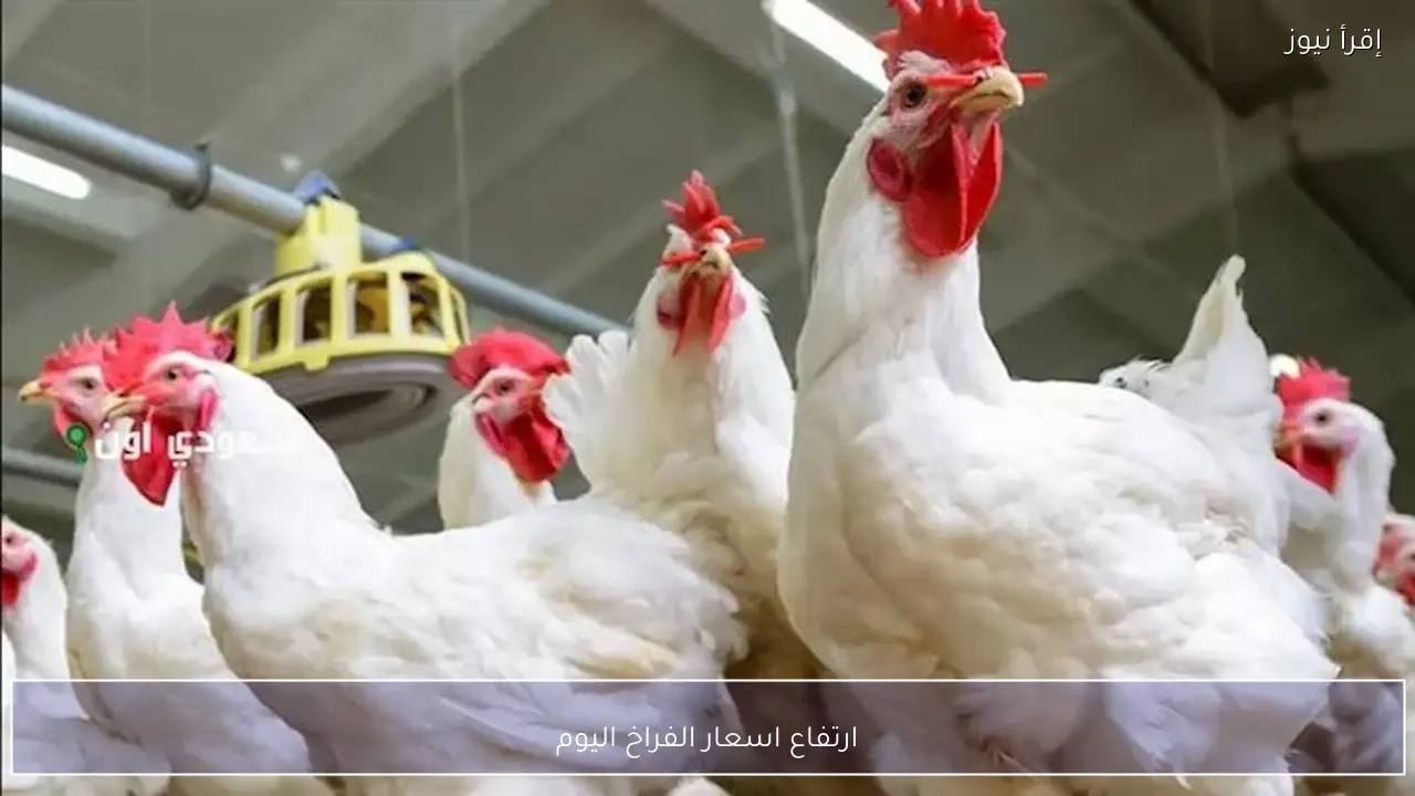 ارتفاع اسعار الفراخ اليوم الأحد 8 فبراير 2026 زيادة ملحوظة بالأسواق