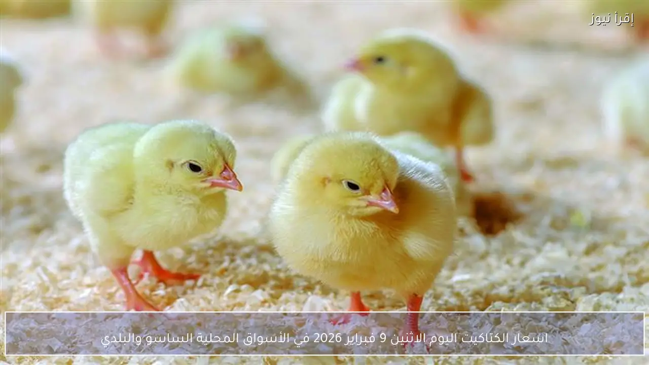 اسعار الكتاكيت اليوم الأحد 8 فبراير 2026 البلدي والساسو في الأسواق المصرية