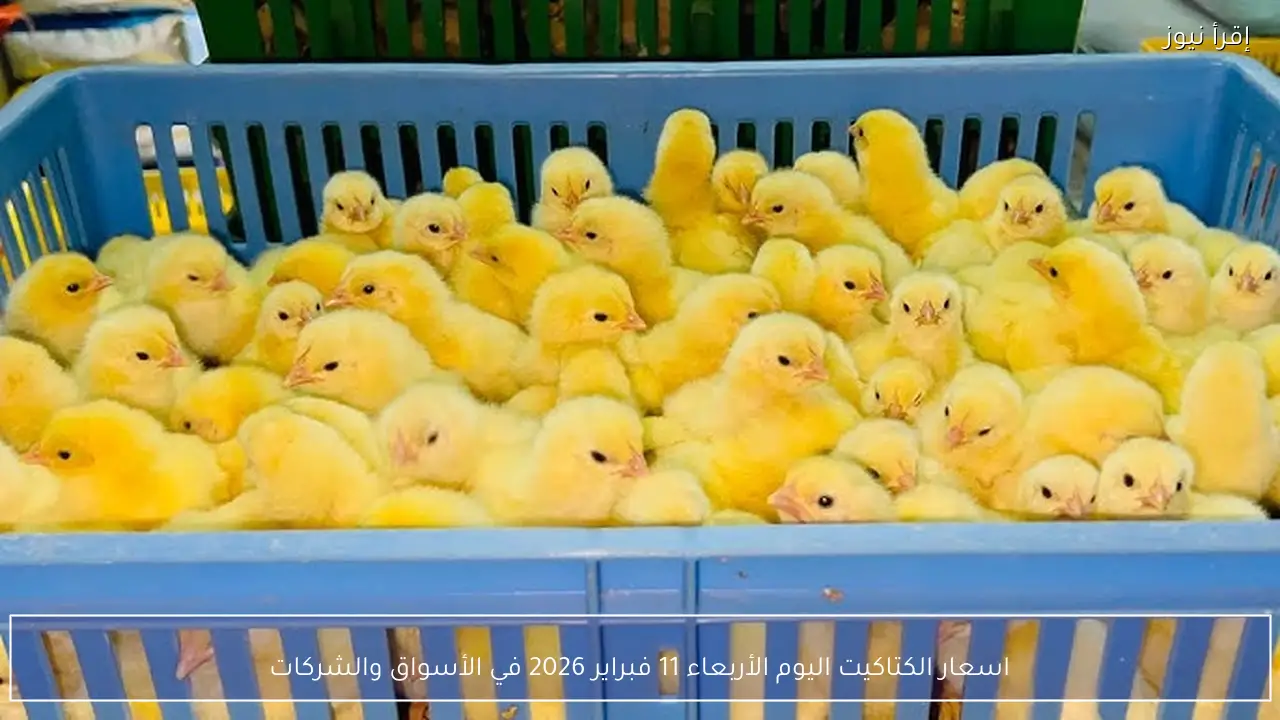 اسعار الكتاكيت اليوم الأربعاء 11 فبراير 2026 في الأسواق والشركات