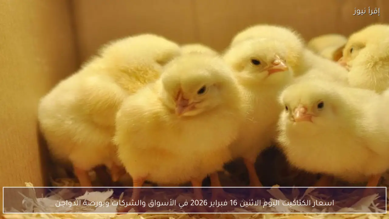 اسعار الكتاكيت اليوم الاثنين 16 فبراير 2026 في الأسواق والشركات وبورصة الدواجن