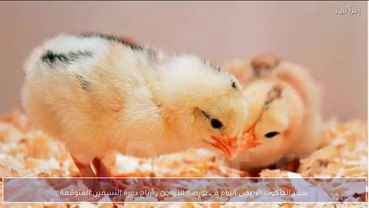 سعر الكتكوت الابيض اليوم في بورصة الدواجن وأرباح دورة التسمين المتوقعة