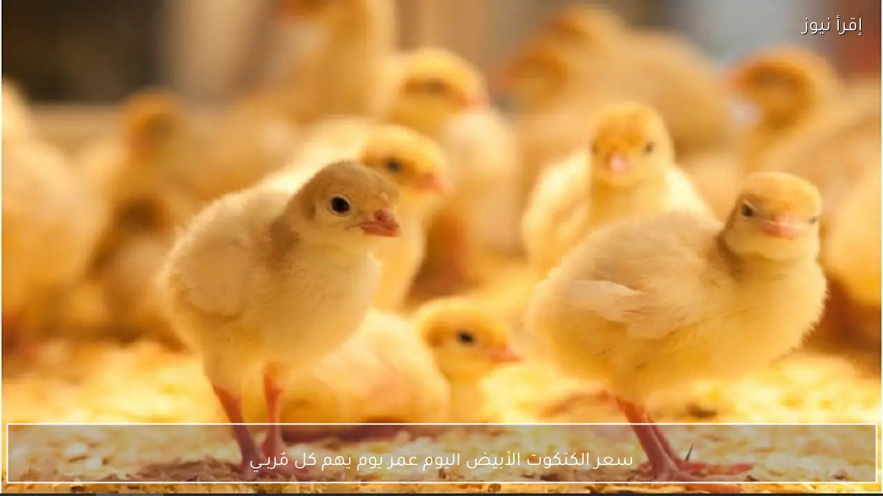 يهم كل مٌربــي.. سعر الكتكوت الأبيض اليوم عمر يوم في الشركات الكبري