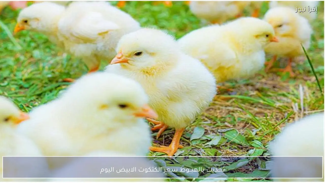 تحديث بالهبــوط سعر الكتكوت الابيض اليوم 15-2-2026 فرصة جديدة للشراء