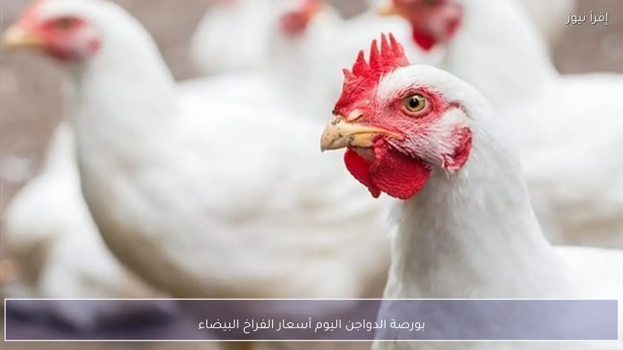 بورصة الدواجن اليوم أسعار الفراخ البيضاء الأربعاء 4 فبراير 2026 ارتفاع ملحوظ بالأسواق