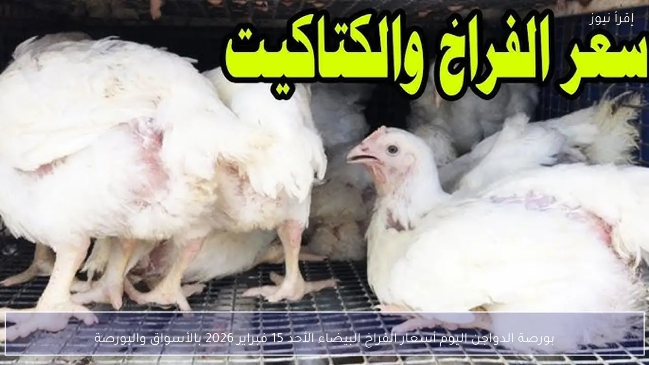 بورصة الدواجن اليوم أسعار الفراخ البيضاء الأحد 15 فبراير 2026 بالأسواق والبورصة