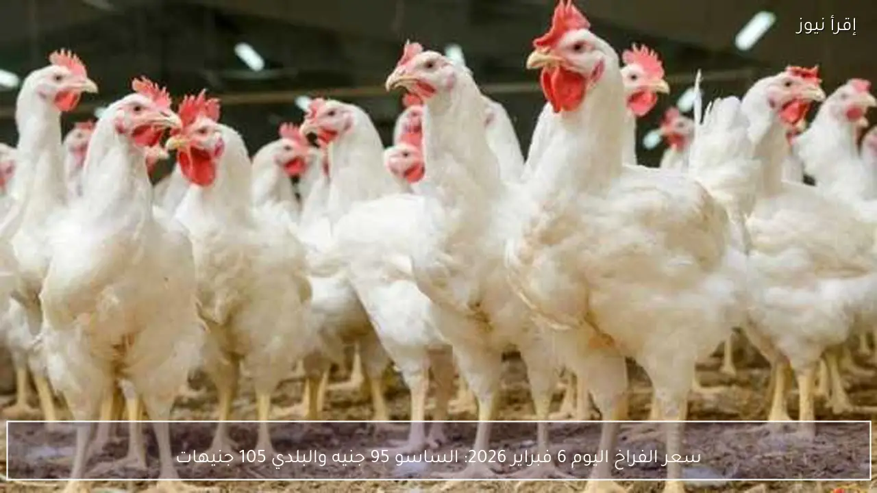 سعر الفراخ اليوم 6 فبراير 2026: الساسو 95 جنيه والبلدي 105 جنيهات
