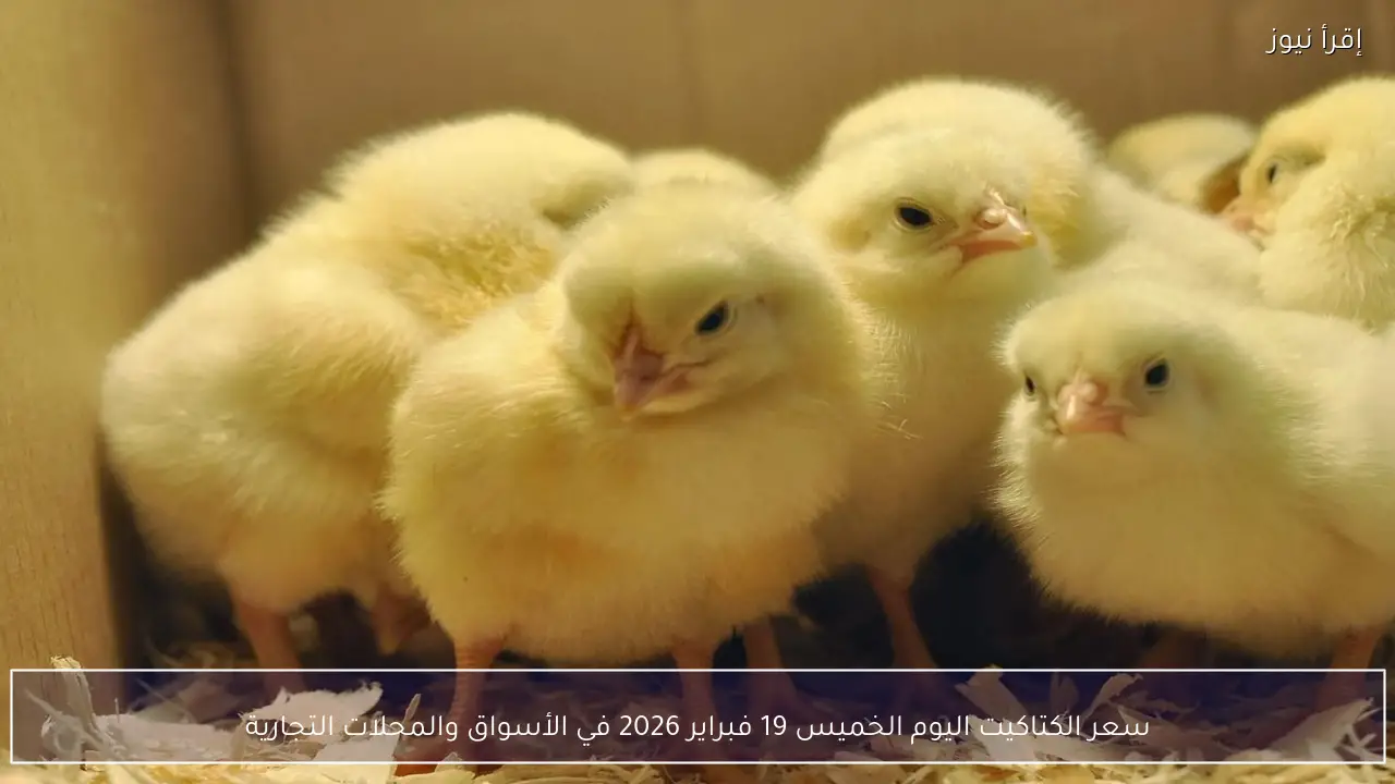 سعر الكتاكيت اليوم الخميس 19 فبراير 2026 في الأسواق والمحلات التجارية