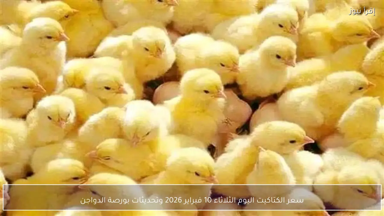 سعر الكتاكيت اليوم الثلاثاء 10 فبراير 2026 وتحديثات بورصة الدواجن