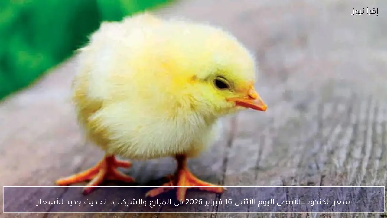 سعر الكتكوت الأبيض اليوم الأثنين 16 فبراير 2026 في المزارع والشركات.. تحديث جديد للأسعار