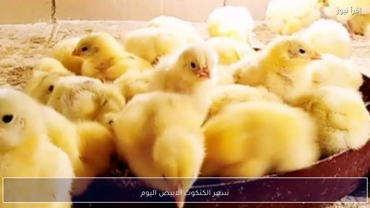سعر الكتكوت الابيض اليوم السبت 7 فبراير 2026 يستقر في بورصة الدواجن والأسواق المحلية
