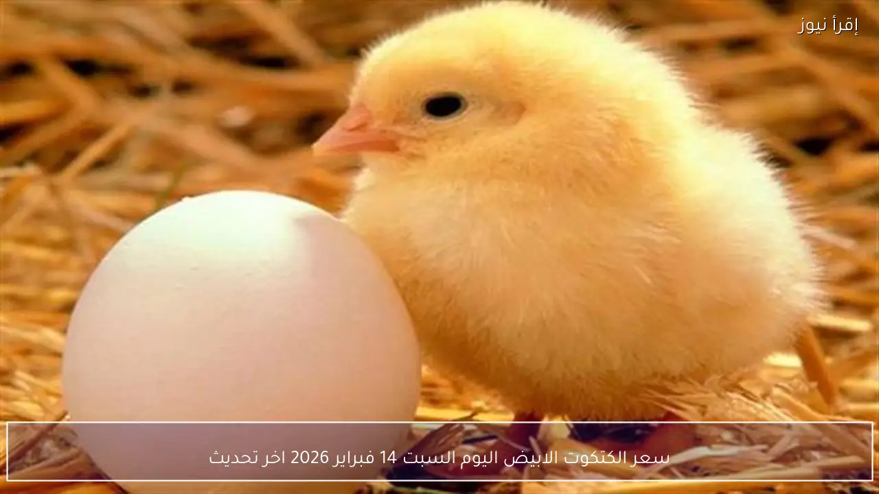 سعر الكتكوت الابيض اليوم السبت 14 فبراير 2026 اخر تحديث