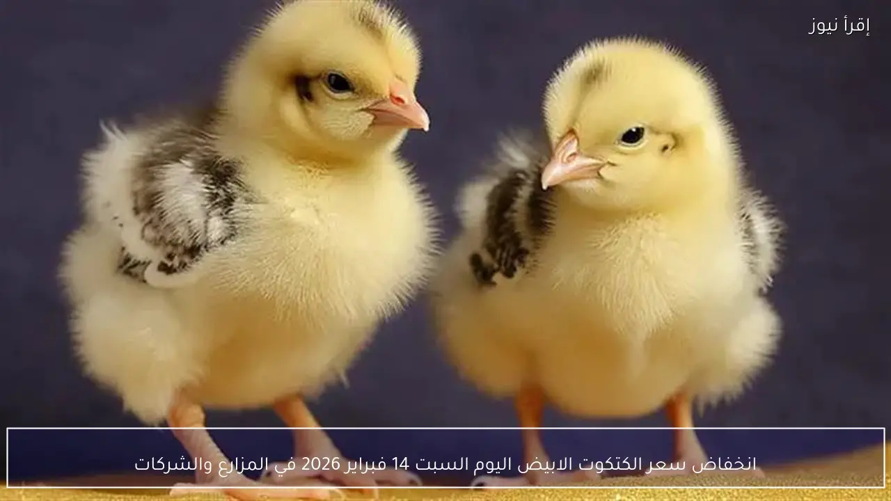 انخفاض سعر الكتكوت الابيض اليوم السبت 14 فبراير 2026 في المزارع والشركات