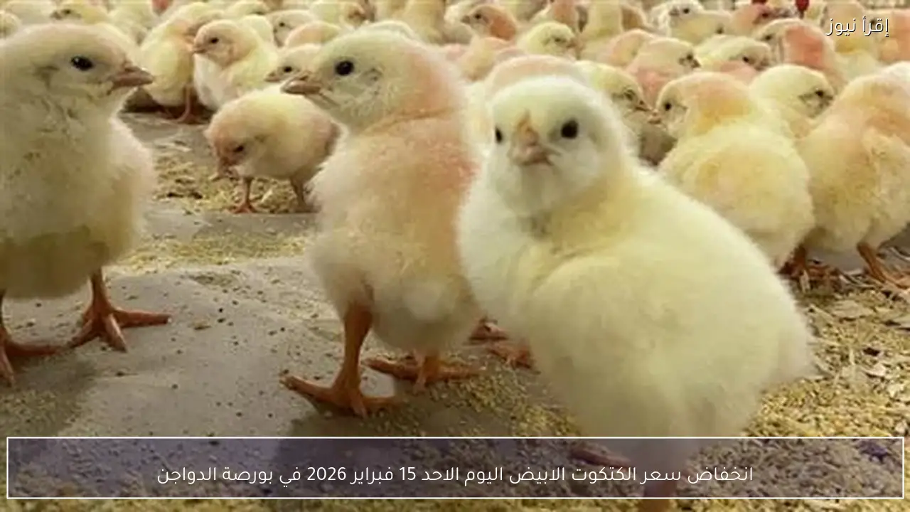 انخفاض سعر الكتكوت الابيض اليوم الاحد 15 فبراير 2026 في بورصة الدواجن