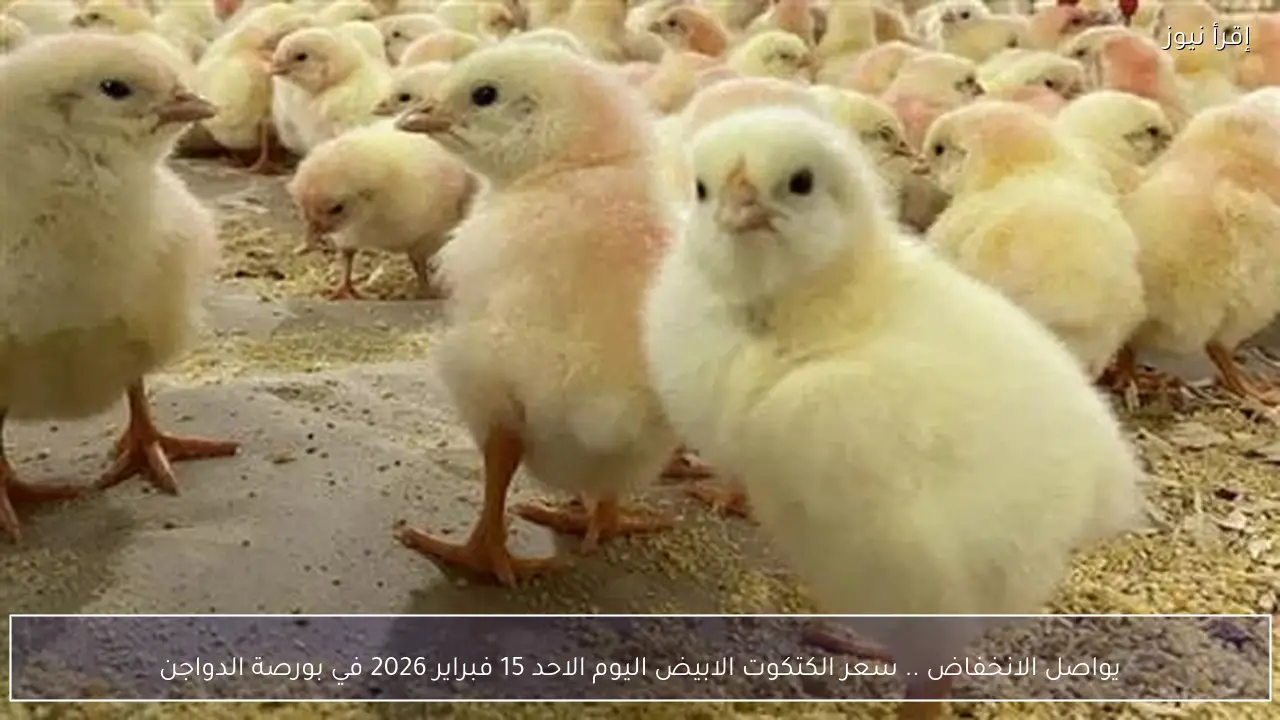 يواصل الانخفاض .. سعر الكتكوت الابيض اليوم الاحد 15 فبراير 2026 في بورصة الدواجن