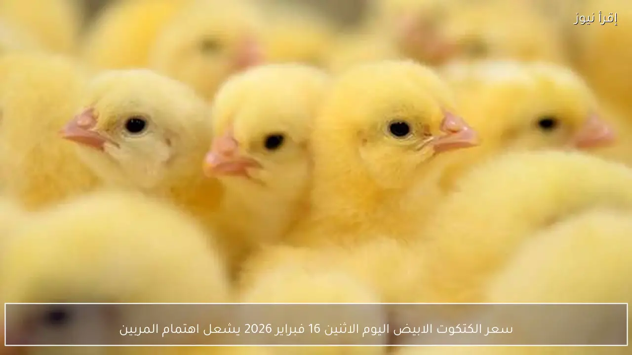 سعر الكتكوت الابيض اليوم الاثنين 16 فبراير 2026 يشعل اهتمام المربين