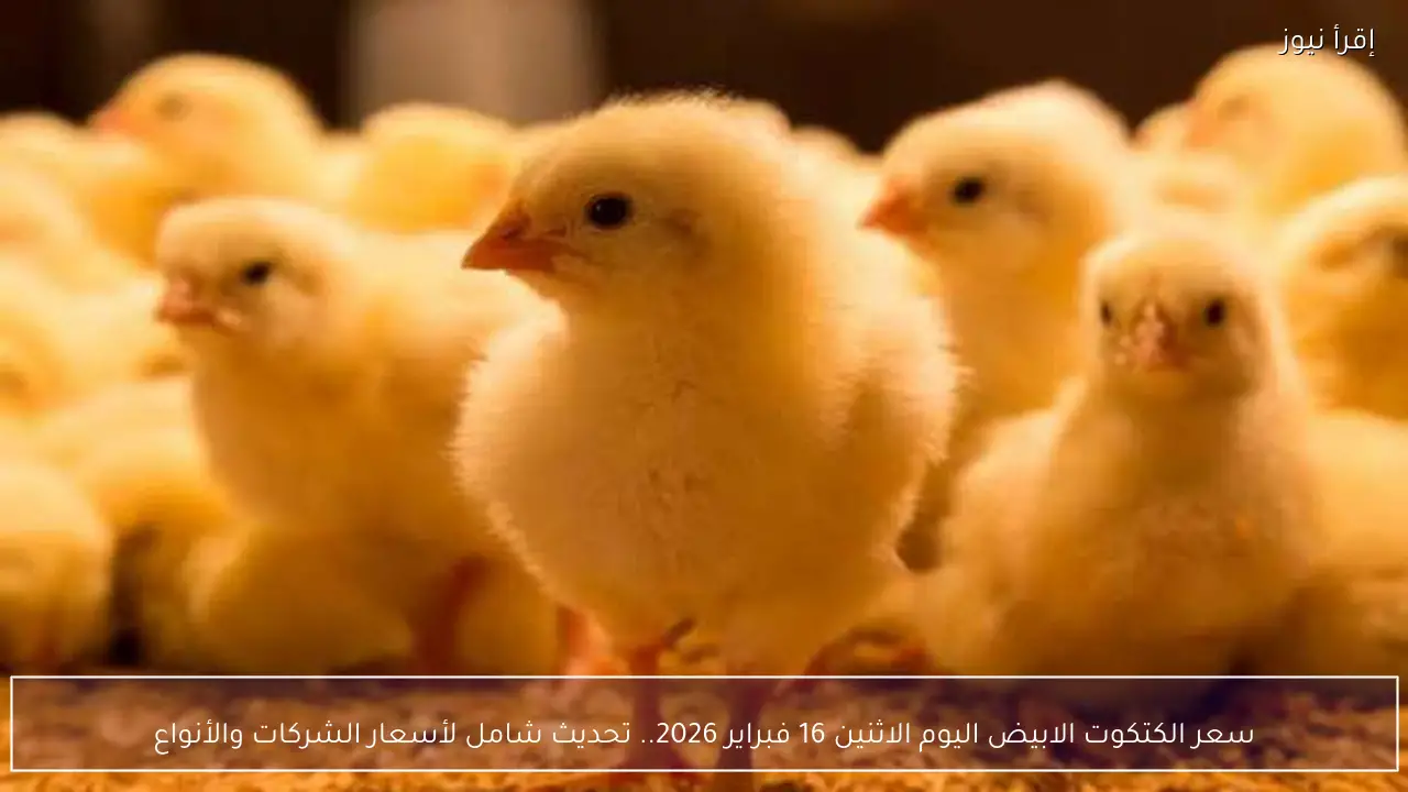 سعر الكتكوت الابيض اليوم الاثنين 16 فبراير 2026.. تحديث شامل لأسعار الشركات والأنواع