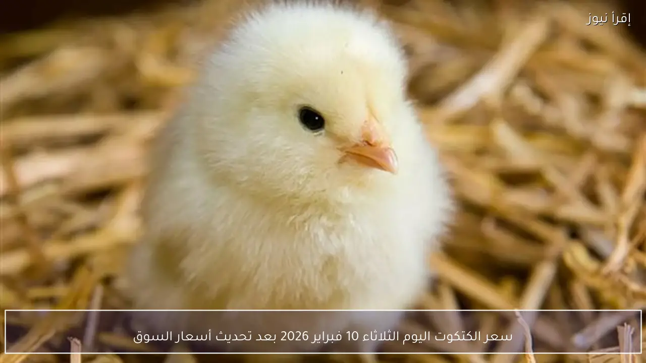 سعر الكتكوت اليوم الثلاثاء 10 فبراير 2026 بعد تحديث أسعار السوق