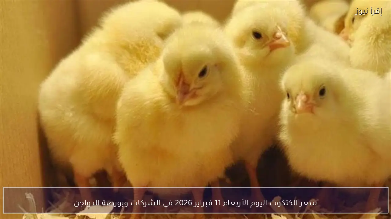 سعر الكتكوت اليوم الأربعاء 11 فبراير 2026 في الشركات وبورصة الدواجن