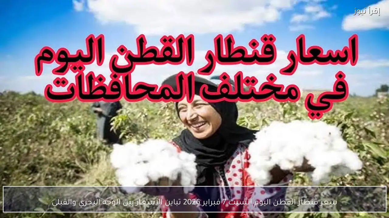 سعر قنطار القطن اليوم السبت 7 فبراير 2026 تباين الأسعار بين الوجه البحري والقبلي