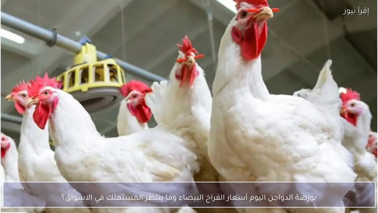 بورصة الدواجن اليوم أسعار الفراخ البيضاء وما ينتظر المستهلك في الاسواق؟