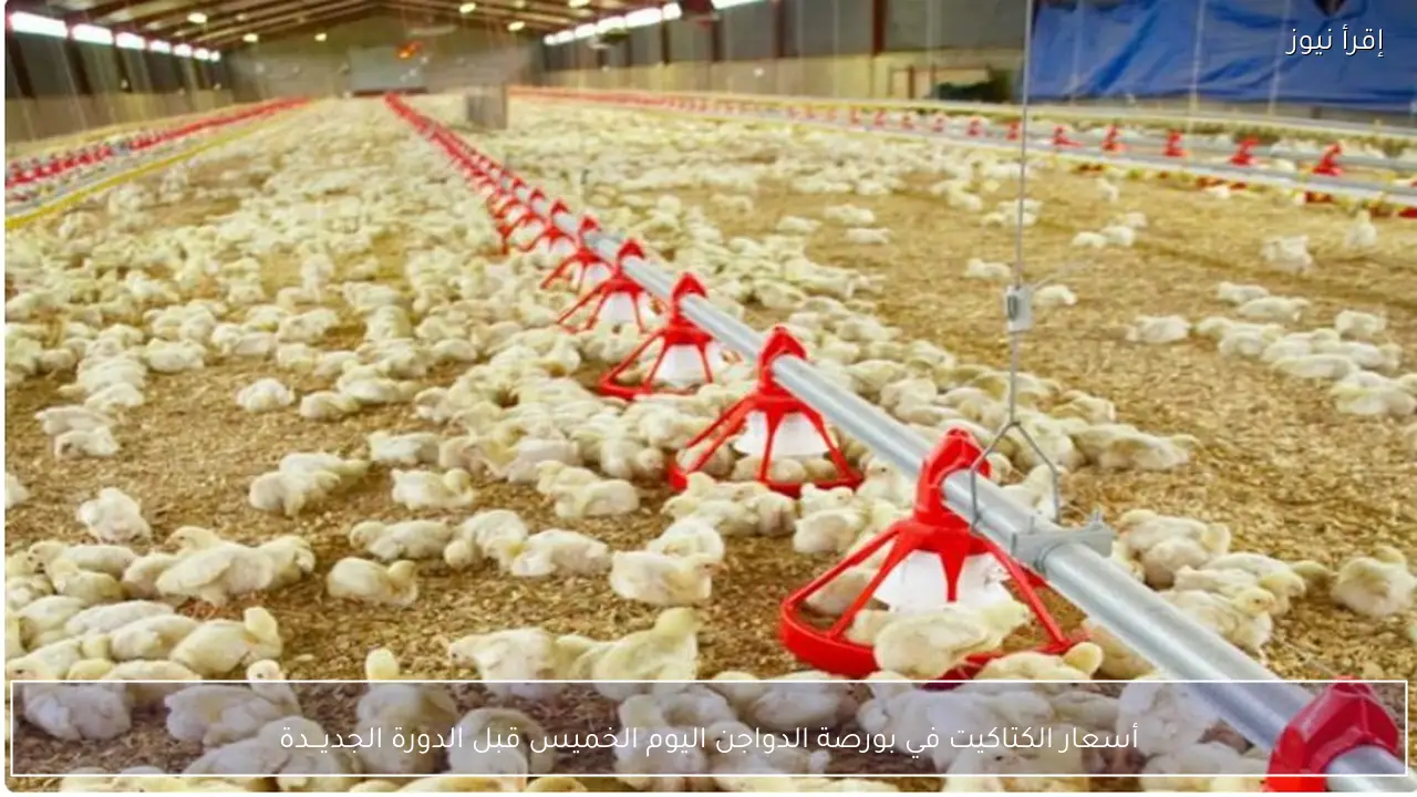 أسعار الكتاكيت في بورصة الدواجن اليوم الخميس قبل الدورة الجديـــدة