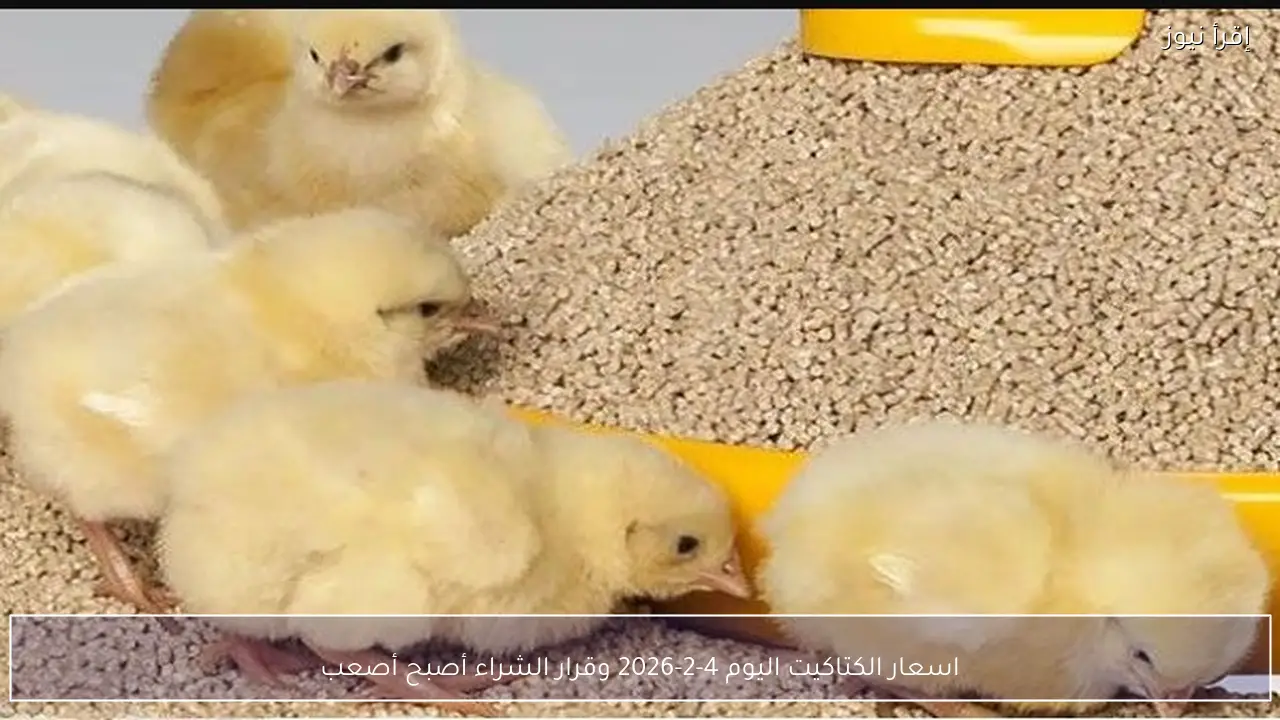 اسعار الكتاكيت اليوم 4-2-2026 في البورصة وقرار الشراء أصبح أصعب