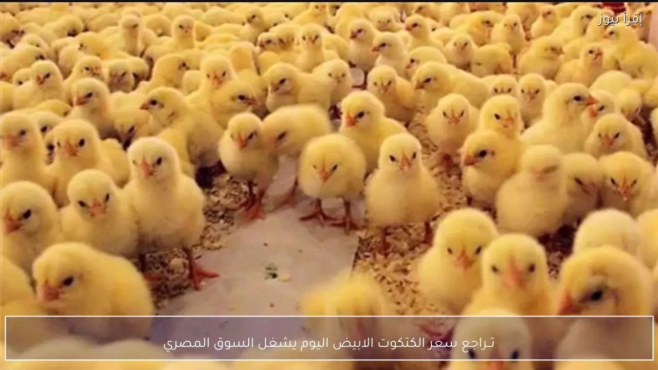 تــراجع سعر الكتكوت الابيض اليوم 15-2-2026 يشغل السوق المصري