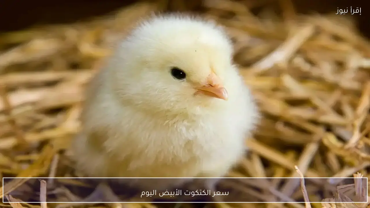 سعر الكتكوت الأبيض اليوم .. انخفاضات وارتفاعات في بورصة الشركات